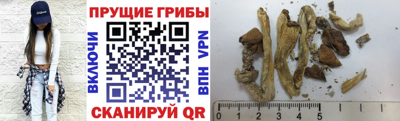 Купить закладки  Лукоянов  Псилоцибиновые грибы MAGIC MUSHROOMS 